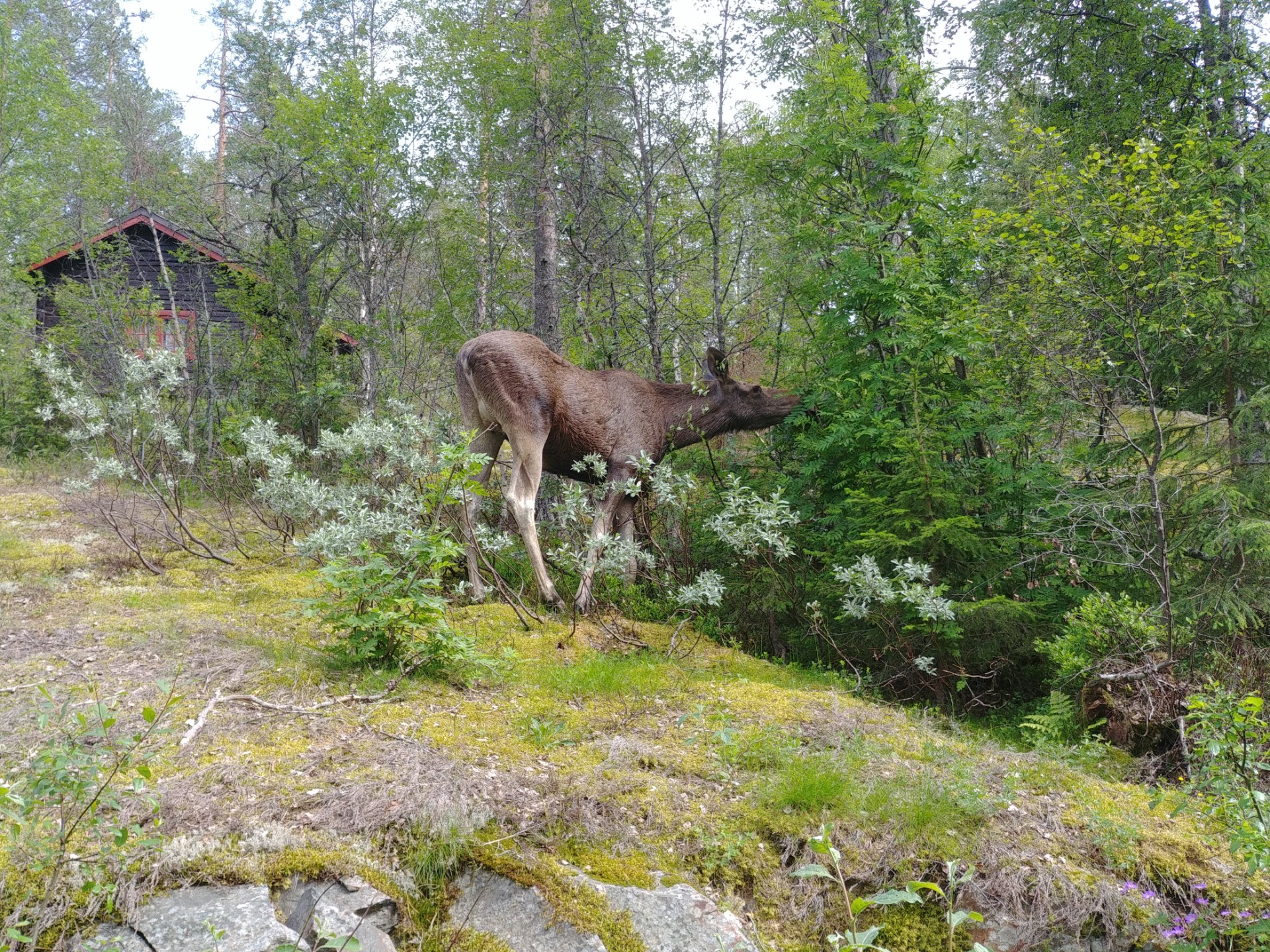 'Elanden houden zichzelf.' Brunkeberg, Noorwegen, zomer 2019. Foto: Eigen beheer.