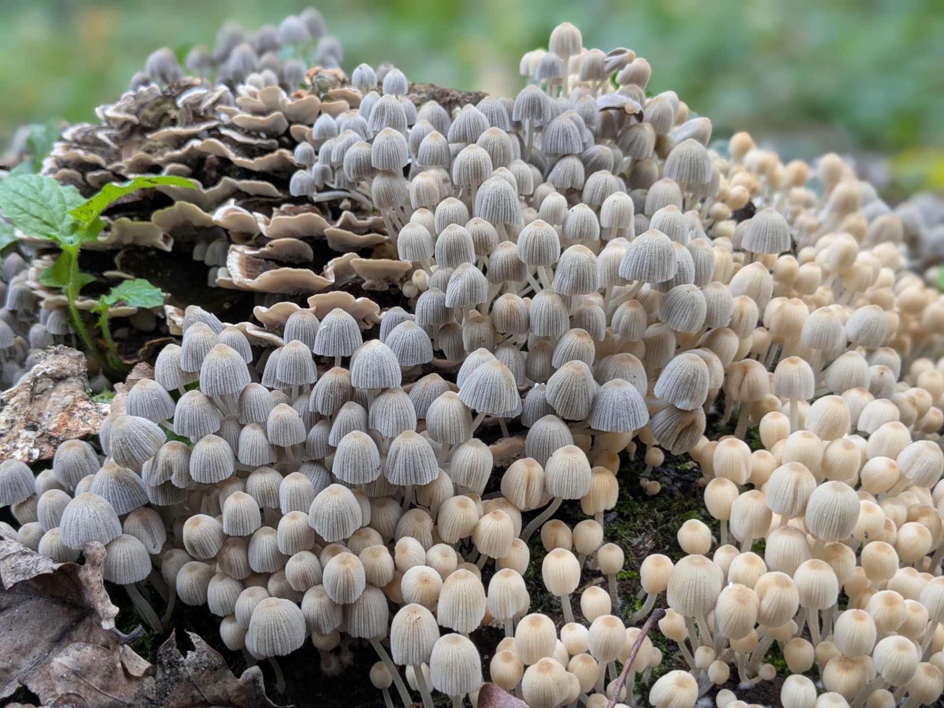 "Hier woont het kaboutertje uit mijn oor", dacht ik, toen ik vandaag een prachtige boswandeling maakte. Foto: Eigen beheer.
